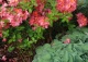 azalia 'Berryrose' - Rhododendron 'Berryrose' 