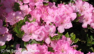 azalia 'Betty Muir' - Rhododendron 'Betty Muir' 