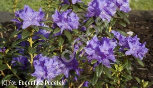 Różanecznik 'Blaufeder' - Rhododendron BLAUFEDER 'Hachblau' 