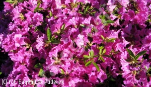 azalia 'Blue Danube' - Rhododendron 'Blue Danube' 