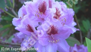 różanecznik 'Blue Lagoon' - Rhododendron 'Blue Lagoon' 
