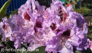 różanecznik 'Blue Peter' - Rhododendron 'Blue Peter' 