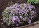 różanecznik 'Blue Tit' - Rhododendron 'Blue Tit' 