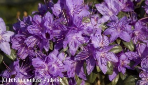 różanecznik 'Blue Tit Magor' - Rhododendron 'Blue Tit Magor' 