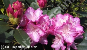 różanecznik 'Blurettia' - Rhododendron 'Blurettia' 