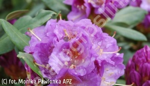 różanecznik 'Blutopia' - Rhododendron 'Blutopia' 