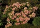 różanecznik 'Brasilia' - Rhododendron 'Brasilia' 