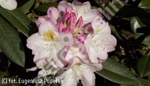 różanecznik 'Brigitte' - Rhododendron 'Brigitte' 