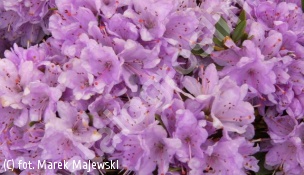 różanecznik 'Buchlovice' - Rhododendron 'Buchlovice' 
