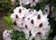 różanecznik 'Calsap' - Rhododendron 'Calsap' 