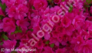 azalia 'Canzonetta' - Rhododendron 'Canzonetta' 