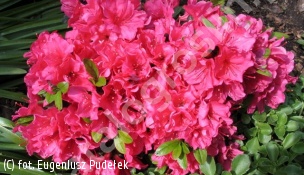 azalia 'Canzonetta' - Rhododendron 'Canzonetta' 