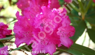 różanecznik 'Caractacus' - Rhododendron 'Caractacus' 
