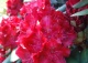 różanecznik 'Cardinal' - Rhododendron 'Cardinal' 