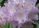 różanecznik 'Caroline Allbrook' - Rhododendron 'Caroline Allbrook' 