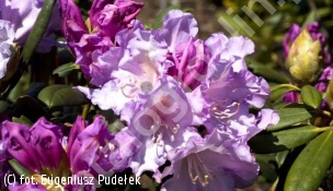 różanecznik 'Caroline Allbrook' - Rhododendron 'Caroline Allbrook' 