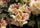 różanecznik 'Casanova' - Rhododendron 'Casanova' 