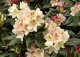 różanecznik 'Casanova' - Rhododendron 'Casanova' 