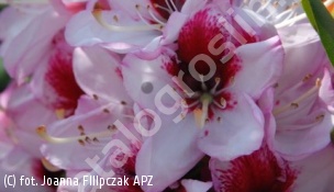 różanecznik 'Cassata' - Rhododendron 'Cassata' 