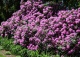 różanecznik 'Catawbiense Borsault' - Rhododendron 'Catawbiense Boursault' 