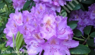 różanecznik 'Catawbiense Grandiflorum' - Rhododendron 'Catawbiense Grandiflorum' 