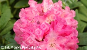 różanecznik 'Catharine van Tol' - Rhododendron 'Catharine van Tol' 