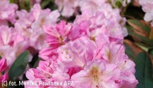 różanecznik 'Catharine van Tol' - Rhododendron 'Catharine van Tol' 