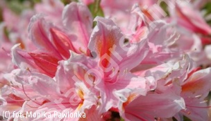 azalia 'Cecile' - Rhododendron 'Cecile' 