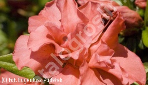azalia ‘Cherie’ - Rhododendron 'Cherie' 