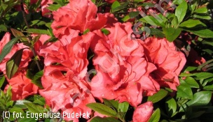 azalia ‘Cherie’ - Rhododendron 'Cherie' 