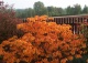 azalia 'Christopher Wren' - Rhododendron 'Christopher Wren' 