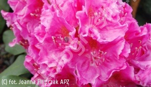 różanecznik 'Claudine' - Rhododendron 'Claudine' 