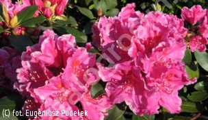 różanecznik 'Claudine' - Rhododendron 'Claudine' 
