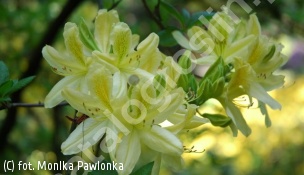 azalia 'Comte de Quincey' - Rhododendron 'Comte de Quincey' 