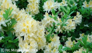 azalia 'Comte de Quincey' - Rhododendron 'Comte de Quincey' 