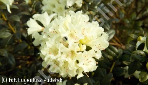 różanecznik 'Cream Crest' - Rhododendron 'Cream Crest' 