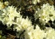 różanecznik 'Cream Crest' - Rhododendron 'Cream Crest' 