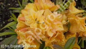 azalia 'Csardas' - Rhododendron 'Csardas' 