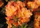 azalia 'Csardas' - Rhododendron 'Csardas' 