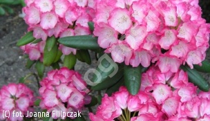 różanecznik 'Daniela' - Rhododendron 'Daniela' 