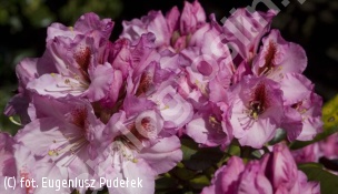 różanecznik 'Diadem' - Rhododendron 'Diadem' 