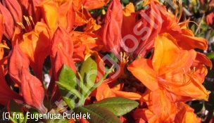 azalia 'Diorama' - Rhododendron 'Diorama' 