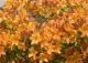 azalia 'Diorama' - Rhododendron 'Diorama' 