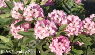 różanecznik 'Dominik' - Rhododendron 'Dominik' 