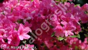 azalia 'Doubrava' - Rhododendron 'Doubrava' 
