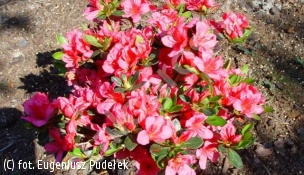 azalia DRAPA 'Hachdrapa' - Rhododendron DRAPA 'Hachdrapa' 