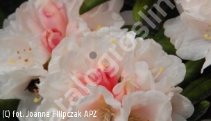 różanecznik 'Edelweiss' - Rhododendron 'Edelweiss' 