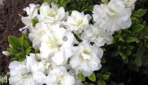 azalia EISPRINZESSIN 'Hacheis' - Rhododendron EISPRINZESSIN 'Hacheis' 