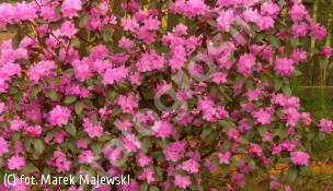 różanecznik 'Elite' - Rhododendron 'Elite' 