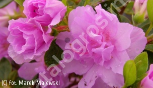 azalia 'Elsie Lee' - Rhododendron 'Elsie Lee' 
